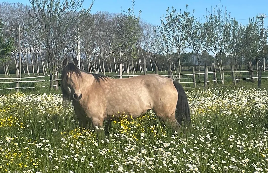 B&B Cm Ranch-1